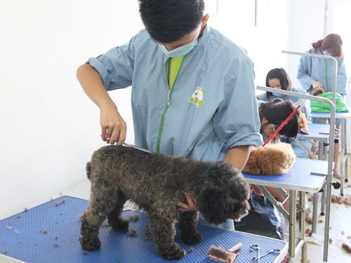 新手可以学习宠物美容吗
