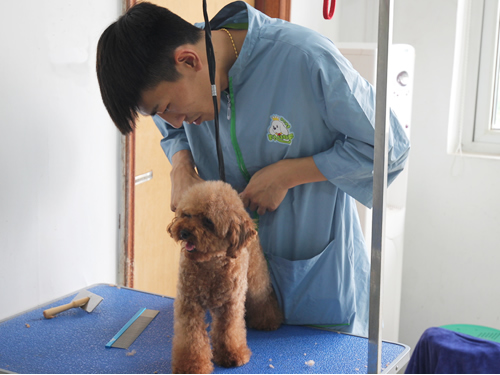 学习宠物美容需要多少钱