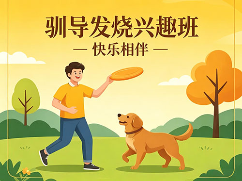 驯导发烧兴趣班