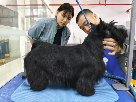 造型修剪实操课