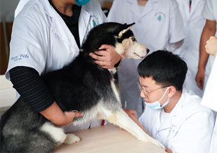 医疗扎针实操