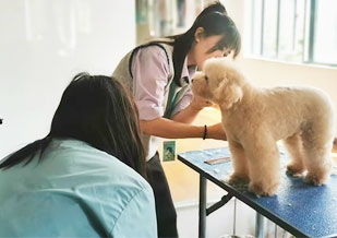 没有基础学习宠物美容师难吗