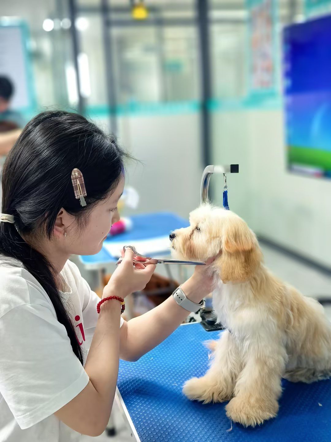 学习宠物美容大概多少钱