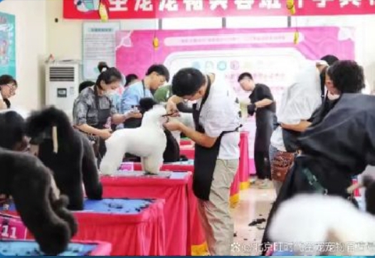 零基础学宠物美容难吗？圣宠宠物美容培训学校考证全攻略