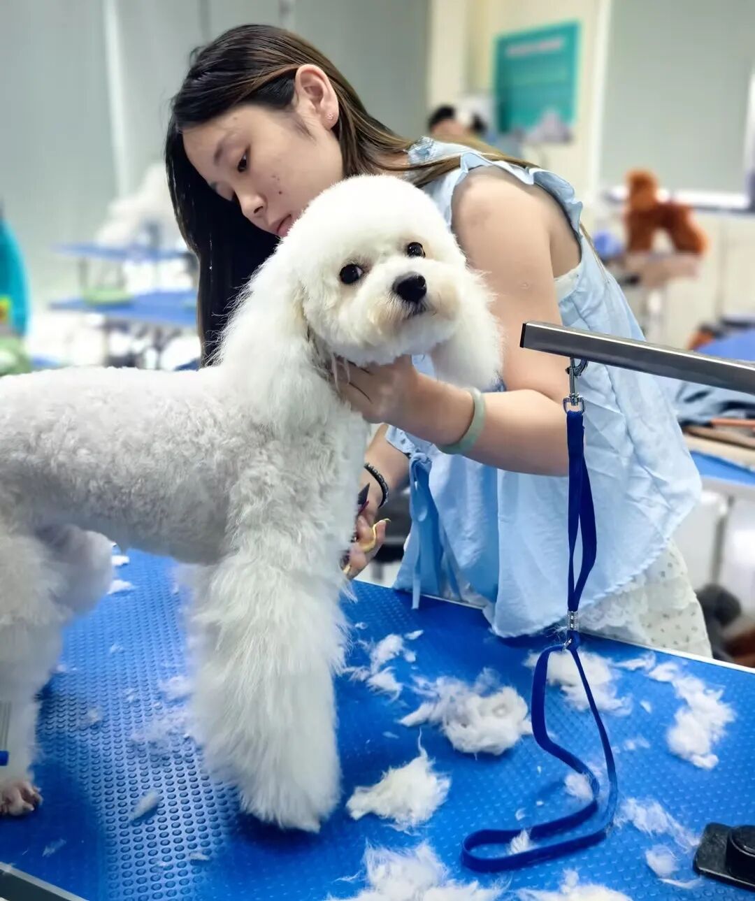 想转行学宠物美容？这几点建议，帮你少走弯路