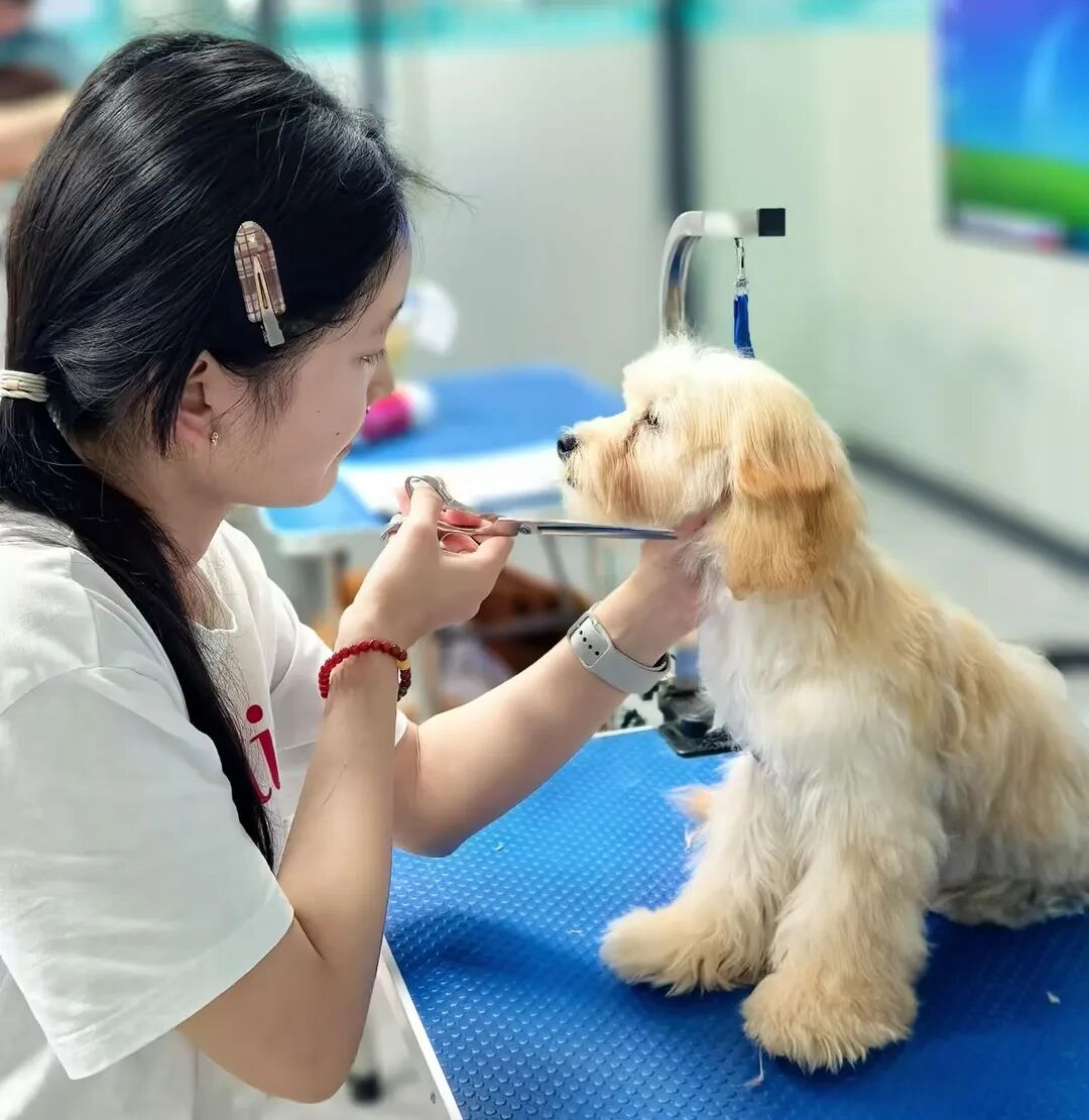 00后幼师学宠物美容：开一家自己的宠物店