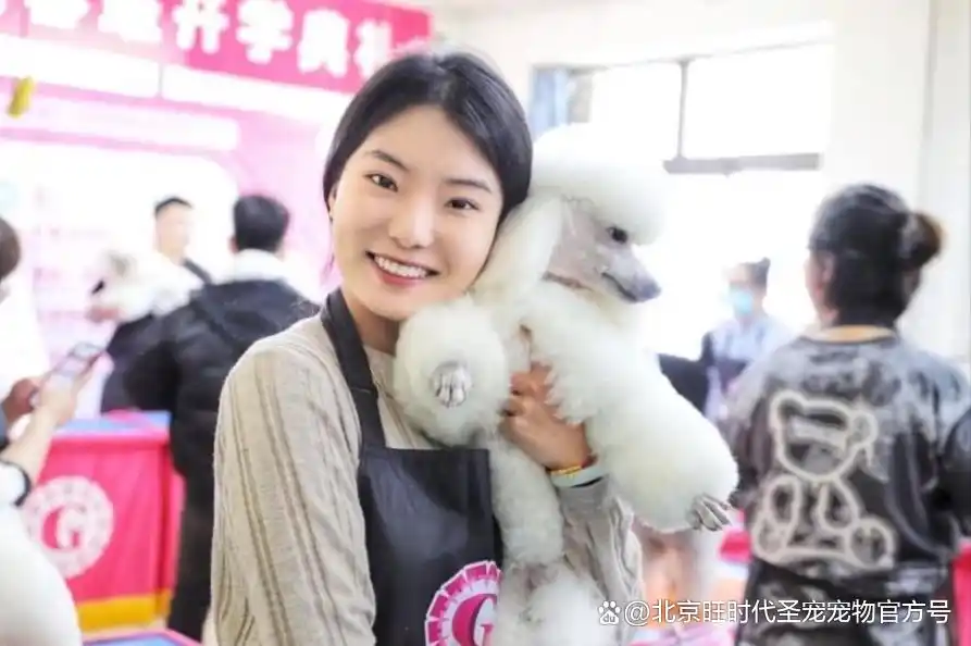 宠物美容课程揭秘别再踩雷