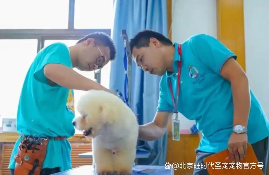宠物美容课程揭秘别再踩雷