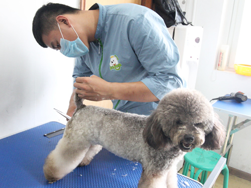 第42美容班综合洗澡修剪实操课