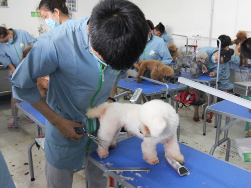 圣宠42期美容班泰迪犬美容实操课