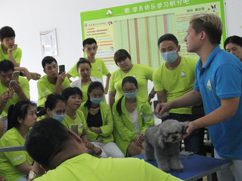 圣宠42期美容班泰迪犬示范课