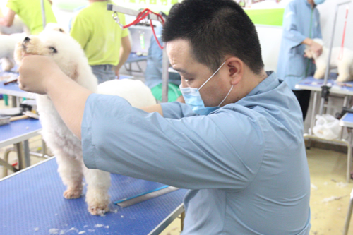 41期比熊犬美容修剪实操课