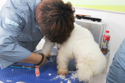 41期比熊犬美容修剪实操课