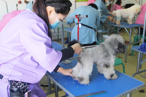 学宠物美容多少钱