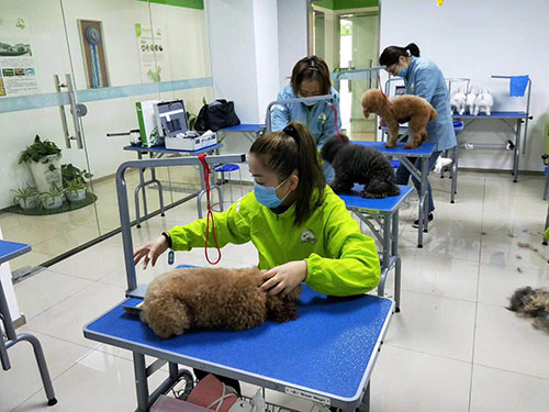 宠物美容学校怎么样