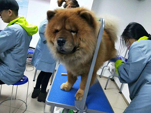 现在学宠物美容师的学费大概是多少