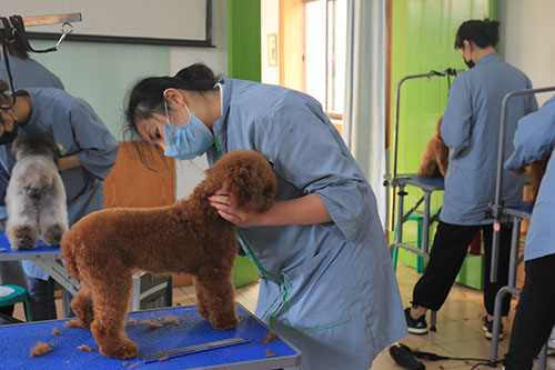 宠物美容培训学校发什么证书