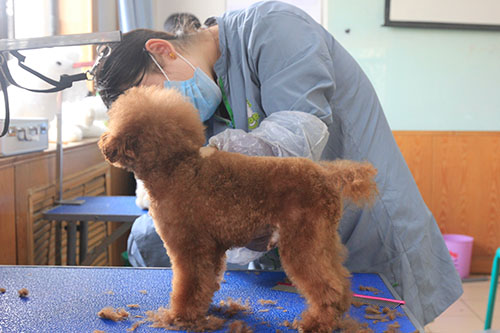 学宠物美容去哪个学校比较好?