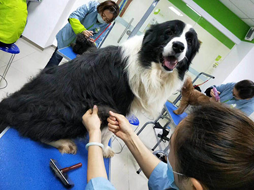 学宠物美容技术一个月就能就业吗