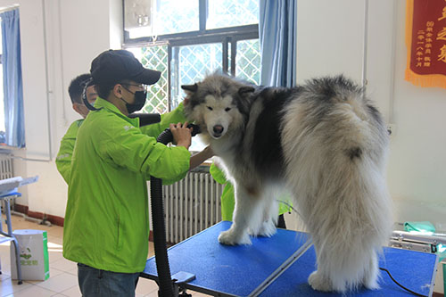 学宠物美容技术一个月就能就业吗