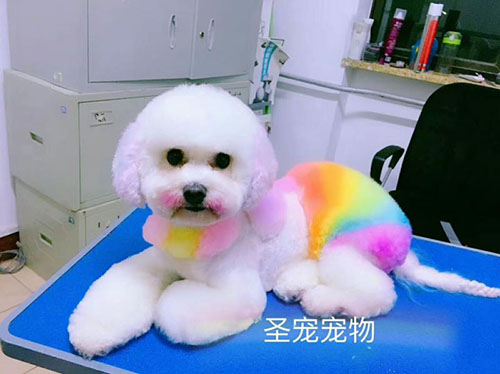 为什么学习宠物美容一定要去学校？