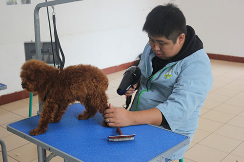 学习宠物美容学费贵吗